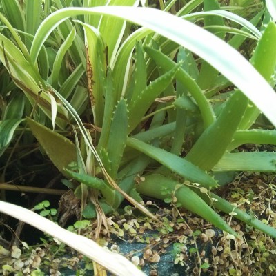Gleitgel selber herstellen aus Aloe Vera