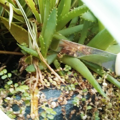 Gleitgel selber herstellen aus Aloe Vera Blatt abschneiden