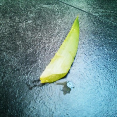 Gleitgel selber herstellen aus Aloe Vera abgeschnittenes Blatt